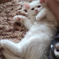 Siberian REZ Mikaela