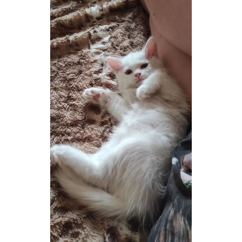 Siberian REZ Mikaela