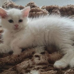 Siberian REZ Mikaela