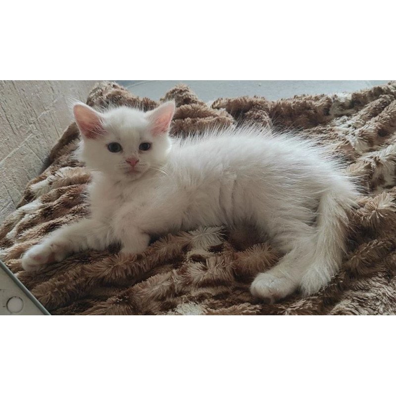 Siberian REZ Mikaela