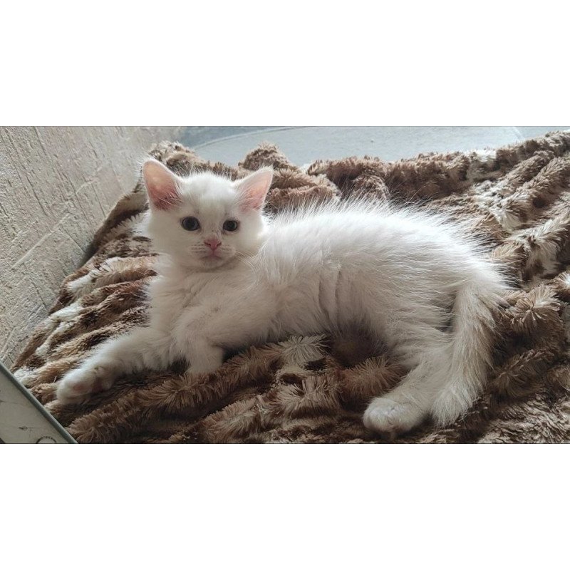 Siberian REZ Mikaela