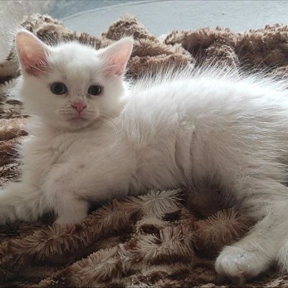 Siberian REZ Mikaela