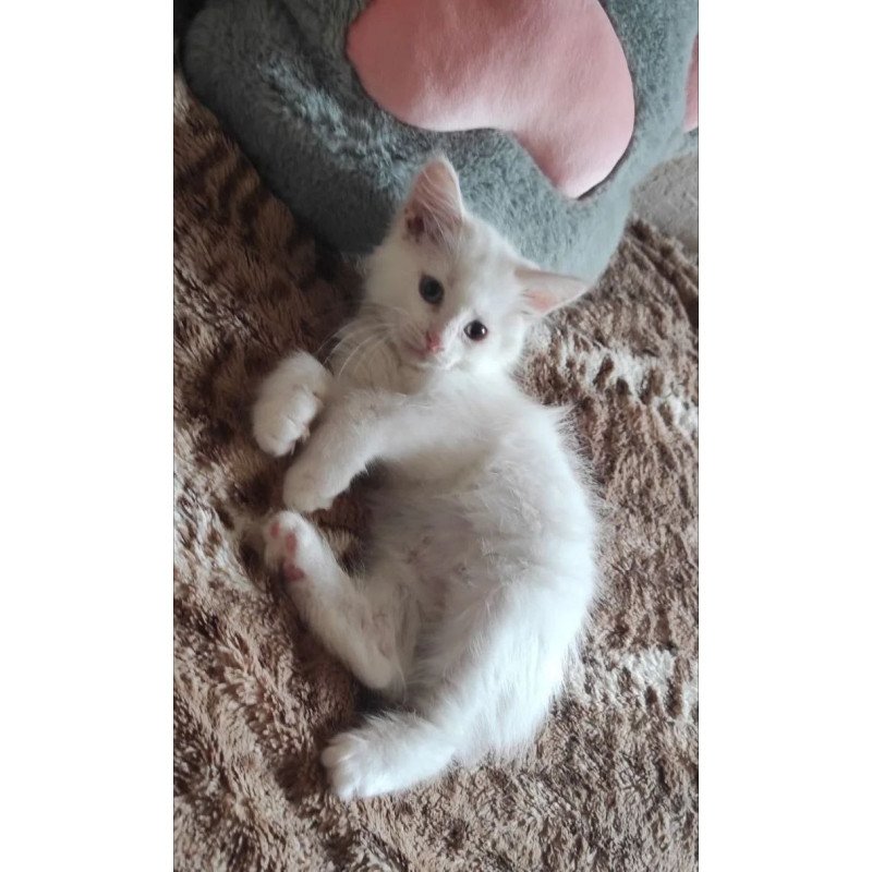 Siberian REZ Mikaela