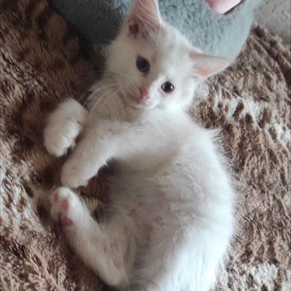 Siberian REZ Mikaela