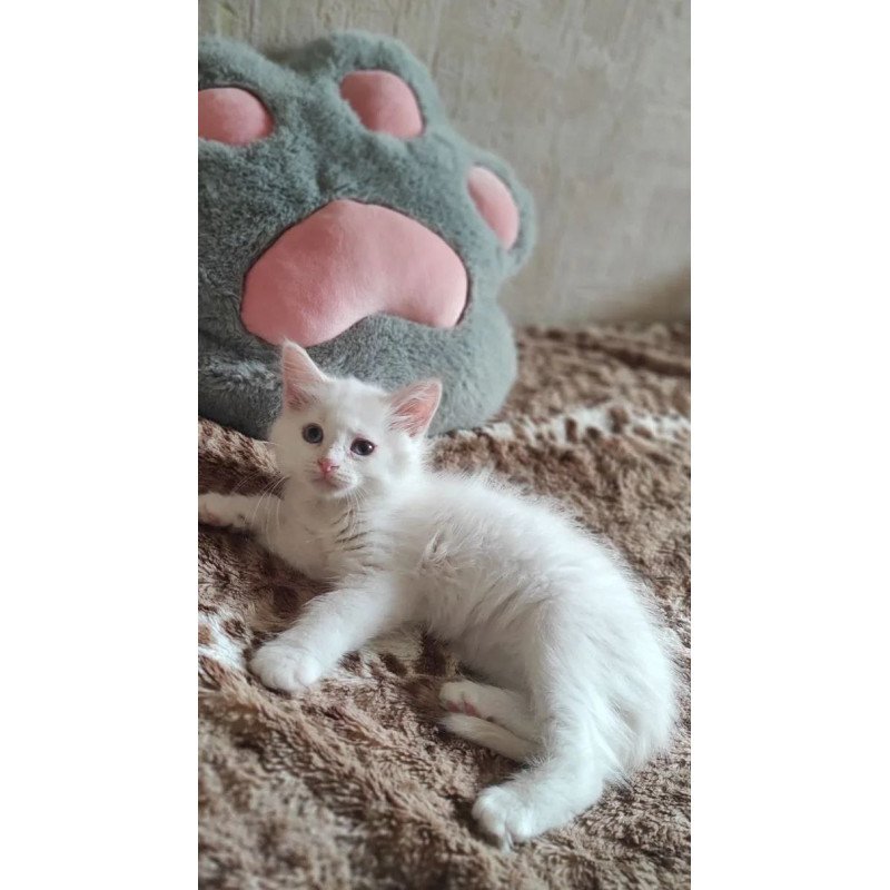 Siberian REZ Mikaela