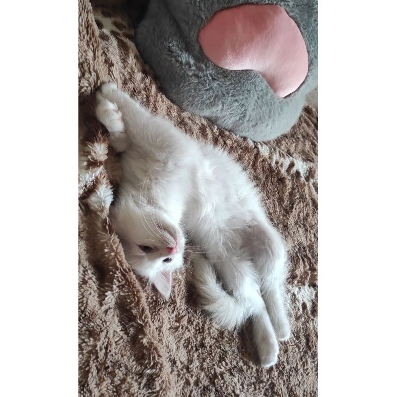 Siberian REZ Mikaela