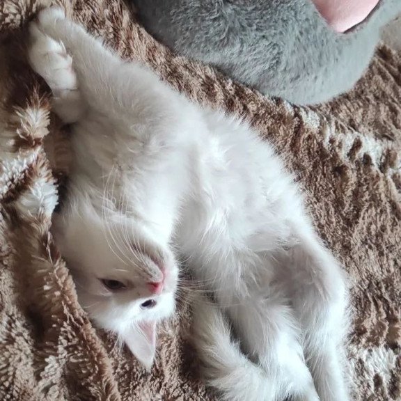 Siberian REZ Mikaela