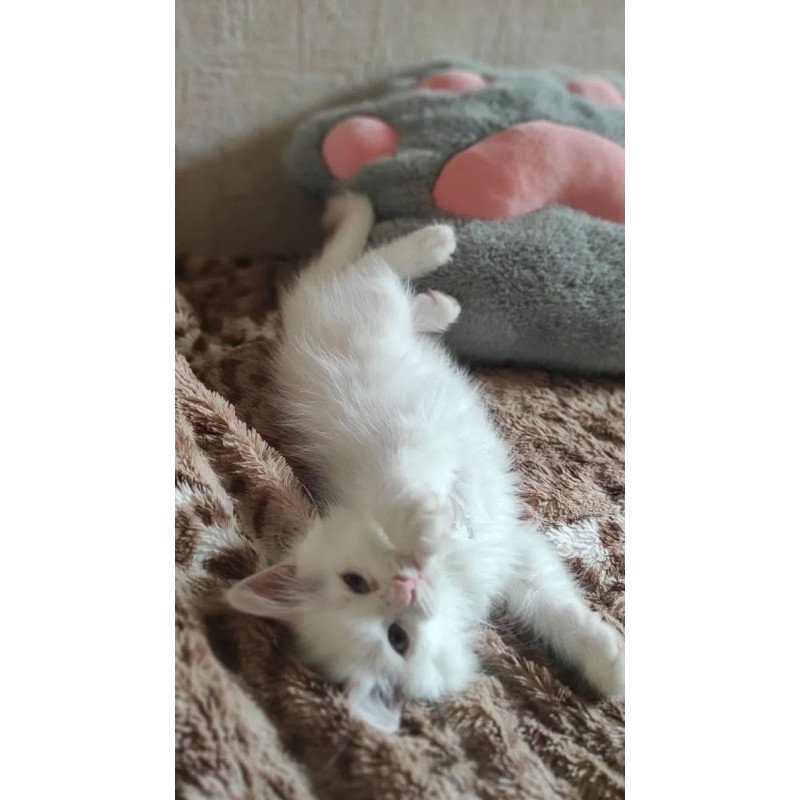 Siberian REZ Mikaela