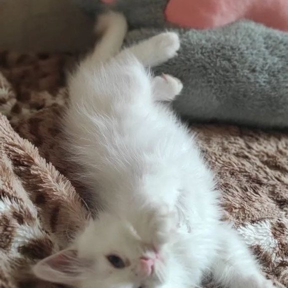 Siberian REZ Mikaela