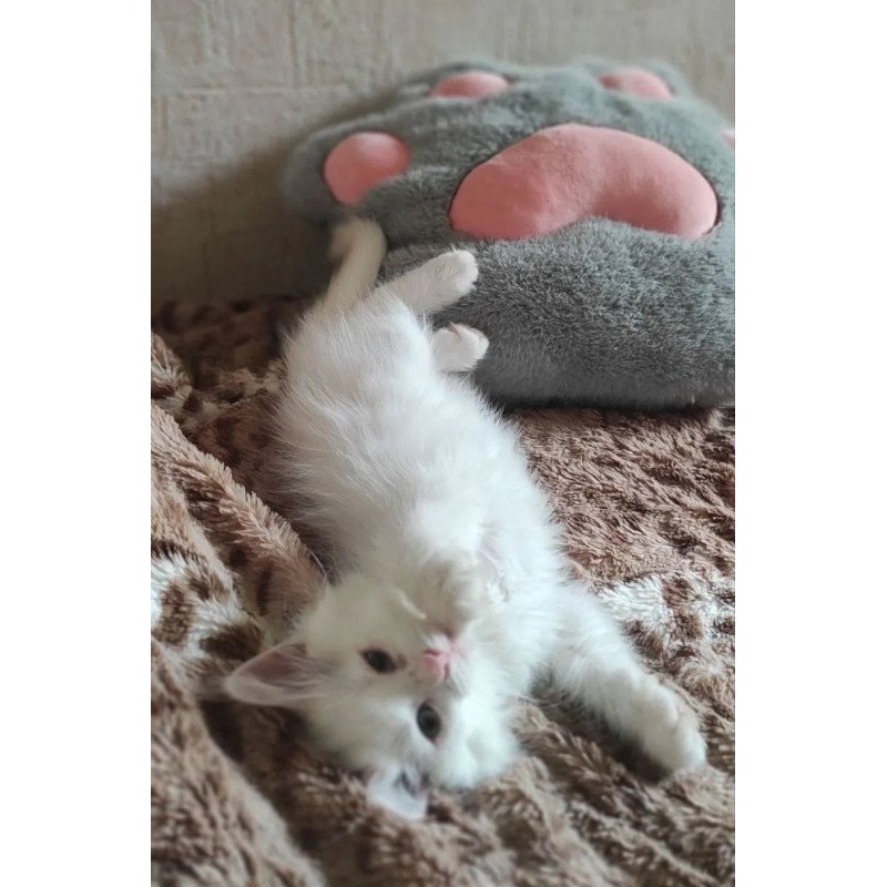 Siberian REZ Mikaela