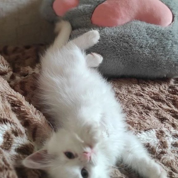 Siberian REZ Mikaela