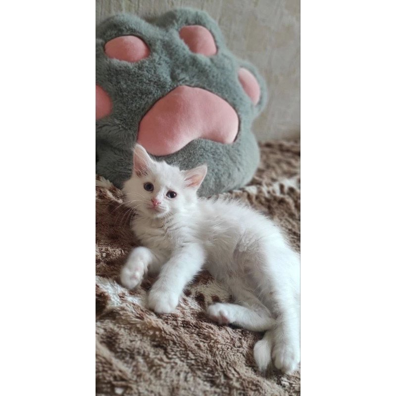 Siberian REZ Mikaela