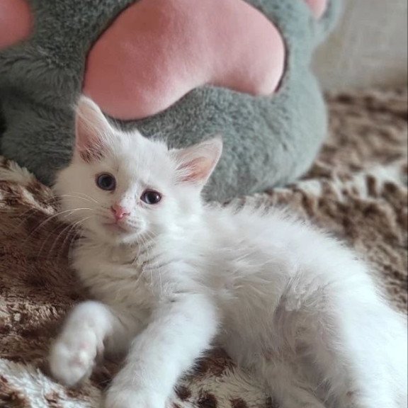 Siberian REZ Mikaela