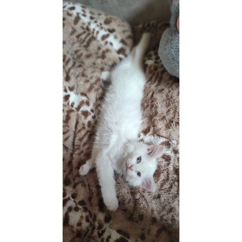 Siberian REZ Mikaela