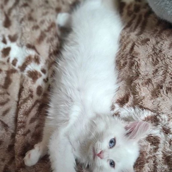 Siberian REZ Mikaela