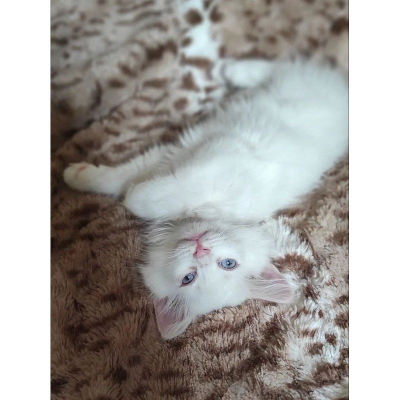 Siberian REZ Mikaela