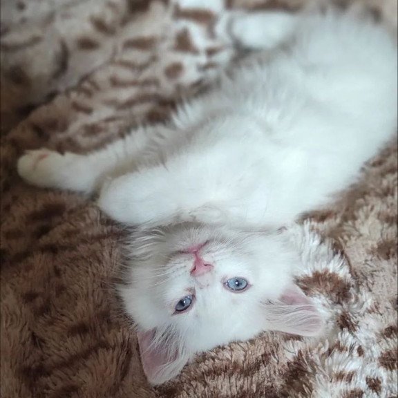 Siberian REZ Mikaela