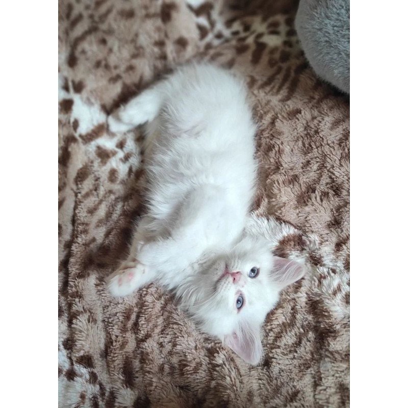 Siberian REZ Mikaela