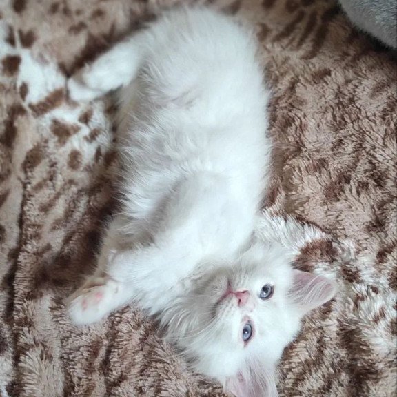 Siberian REZ Mikaela
