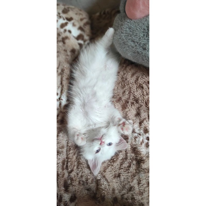 Siberian REZ Mikaela