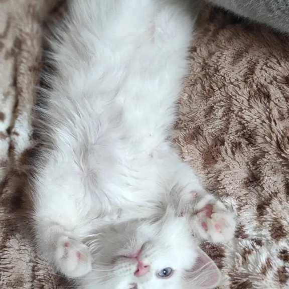 Siberian REZ Mikaela