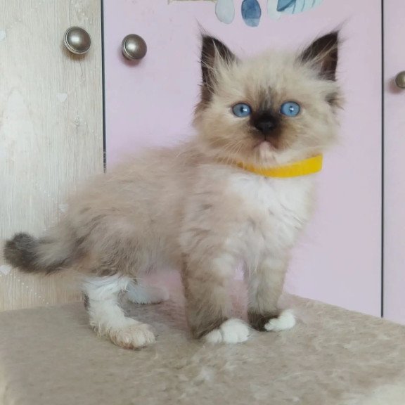 Siberian REZ Odelina