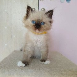 Siberian REZ Odelina