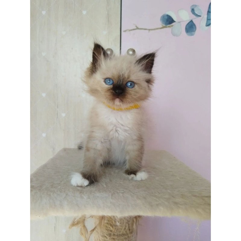 Siberian REZ Odelina