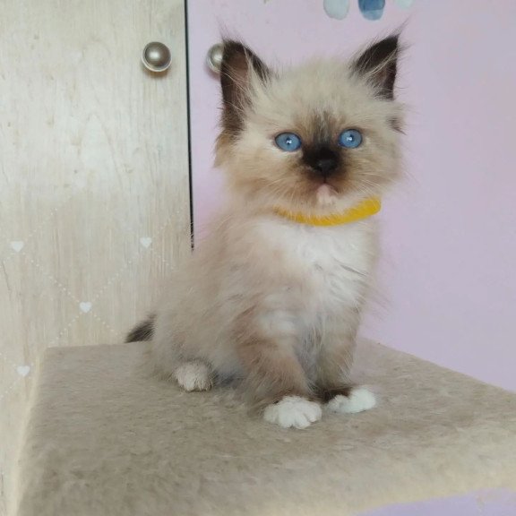 Siberian REZ Odelina