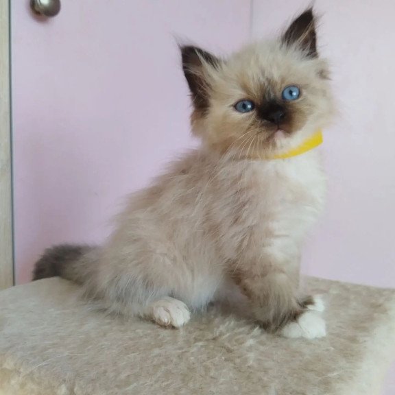 Siberian REZ Odelina