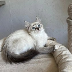 Siberian REZ Kasper