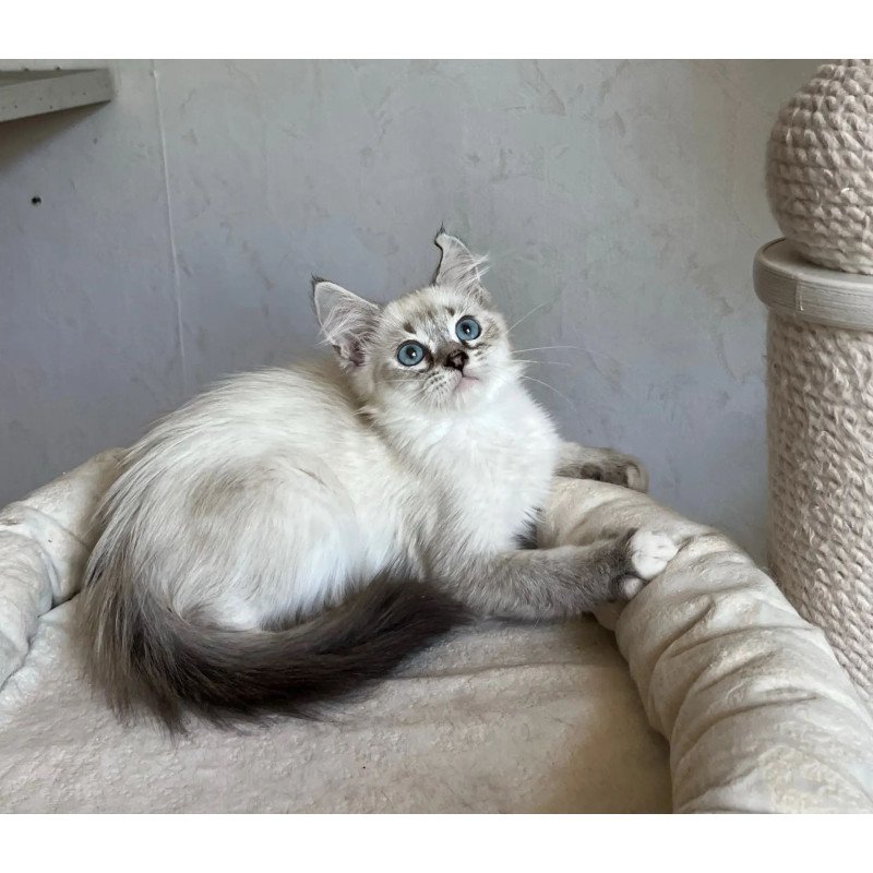 Siberian REZ Kasper