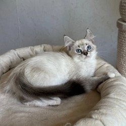 Siberian REZ Kasper