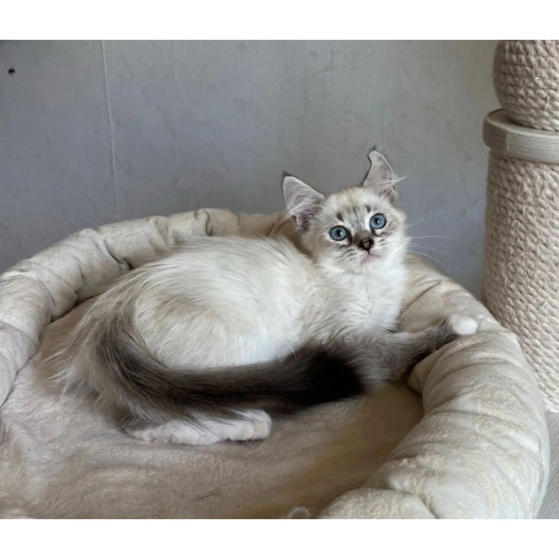 Siberian REZ Kasper