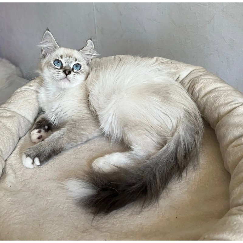 Siberian REZ Kasper