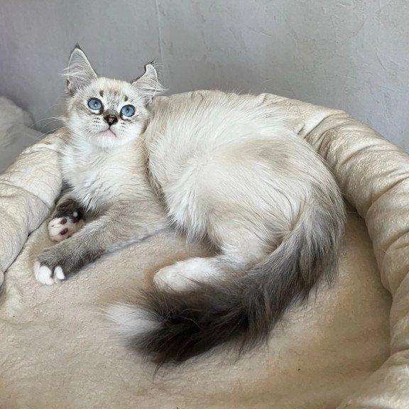 Siberian REZ Kasper