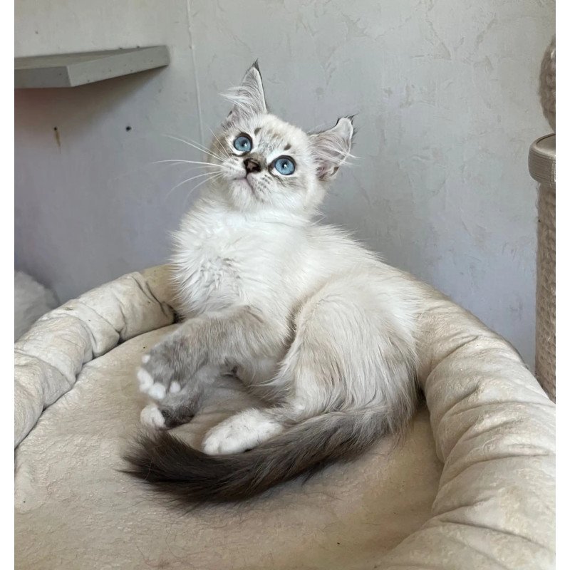 Siberian REZ Kasper