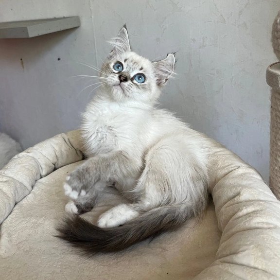 Siberian REZ Kasper