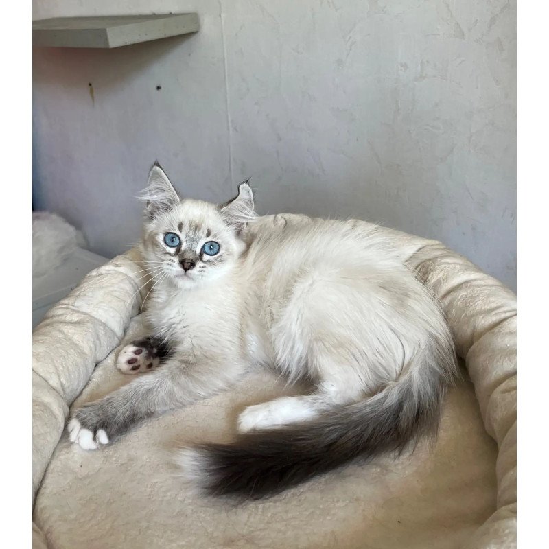 Siberian REZ Kasper