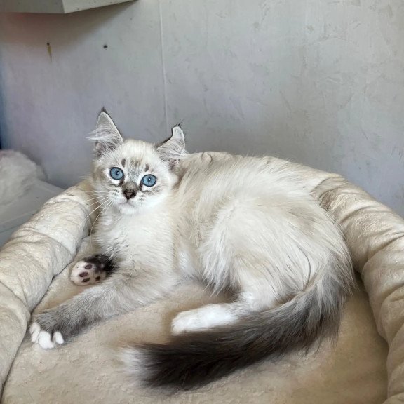Siberian REZ Kasper