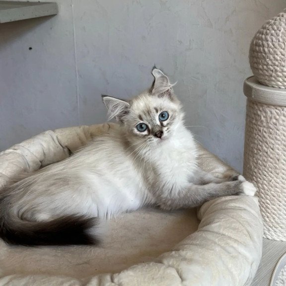 Siberian REZ Kasper