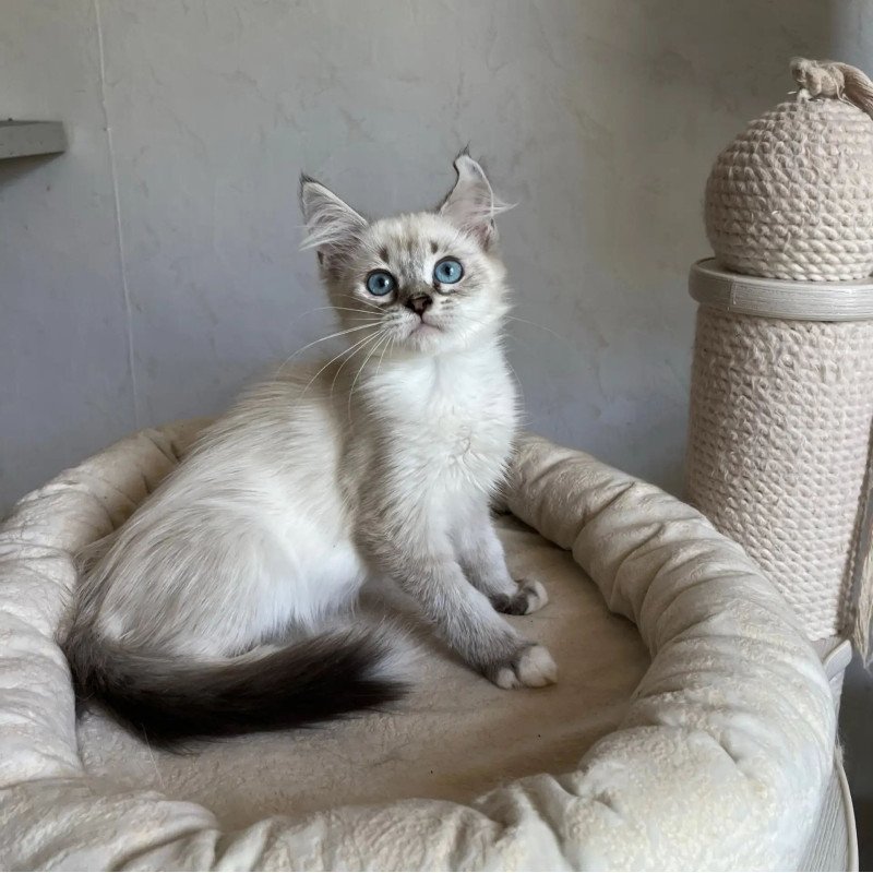 Siberian REZ Kasper