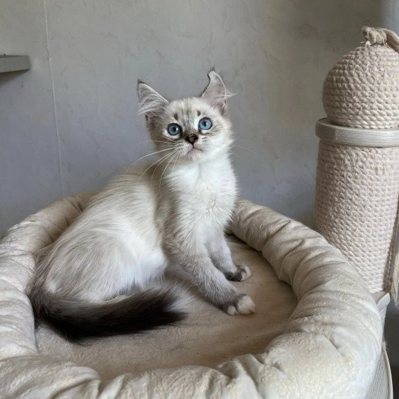 Siberian REZ Kasper