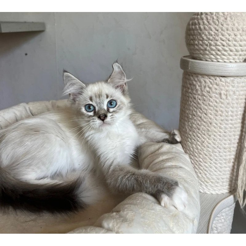 Siberian REZ Kasper