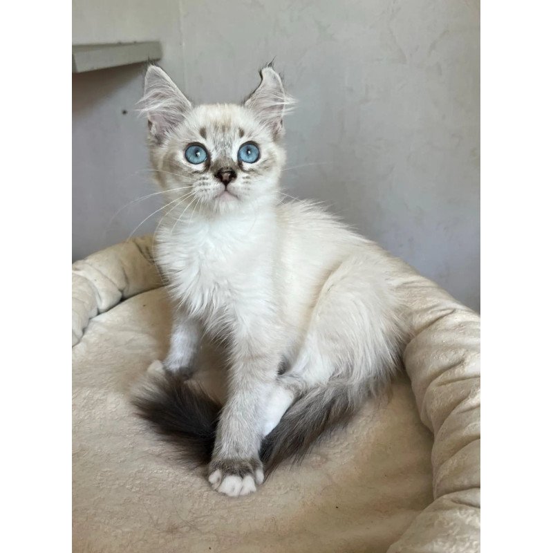 Siberian REZ Kasper