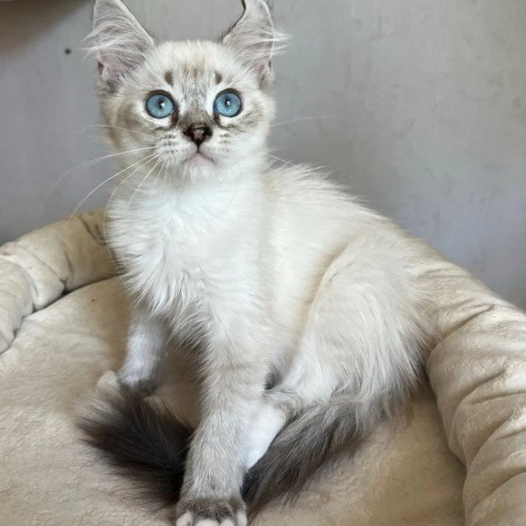 Siberian REZ Kasper