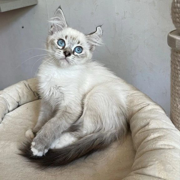 Siberian REZ Kasper