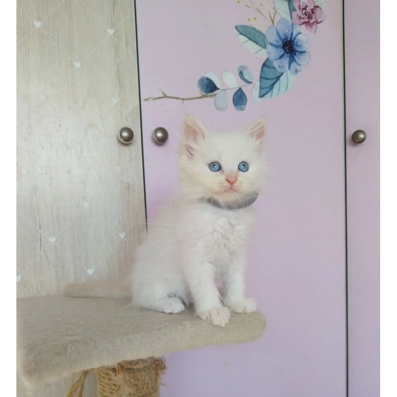 Siberian REZ Ognenniy Lev