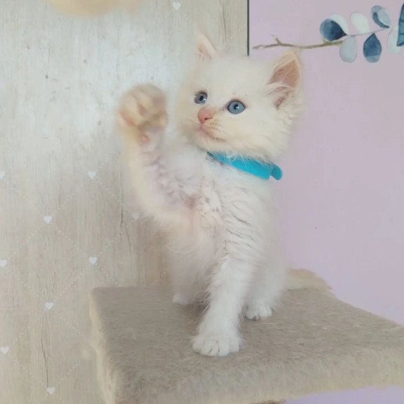 Siberian REZ Ognenniy Lev