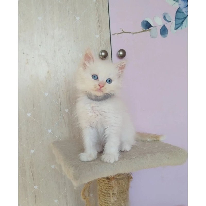 Siberian REZ Ognenniy Lev
